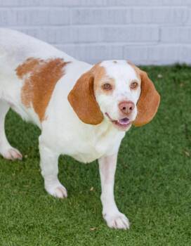 Beagle and Terrier Dogs Available for Adoption - Atlas | PetCurious