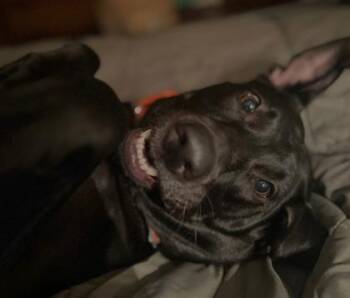 Retriever and Hound Dogs Available for Adoption in Wilmington Island, Georgia - Arlo | PetCurious