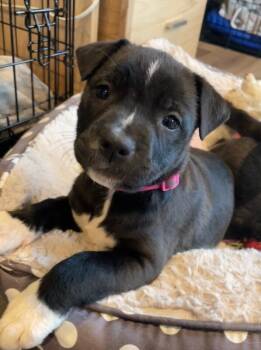Rescue Mixed Breed Dogs for Adoption in Alma, Wisconsin - Rain | PetCurious