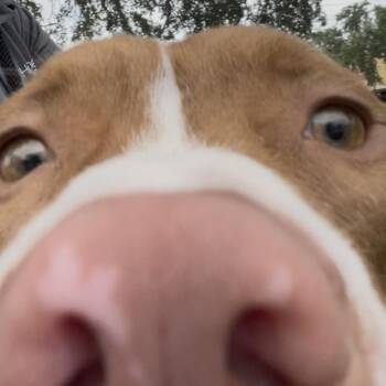 Bubba -  Terrier and Boxer Dog for Adoption in Clearwater, Florida - Bubba | PetCurious