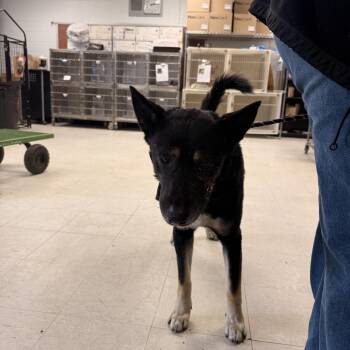 German Shepherd Dog and Mixed Breed Dogs Available for Adoption - Grimes | PetCurious