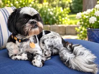 Bandit -  Shih Tzu Dog for Adoption in VERNON ROCKVL, Connecticut - Bandit | PetCurious