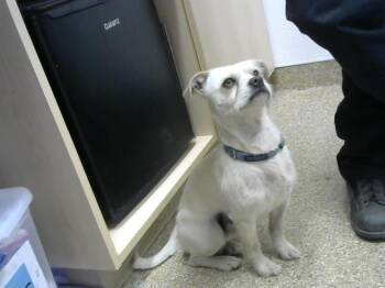 Chihuahua Dogs Available for Adoption in Albuquerque, New Mexico - COCO | PetCurious