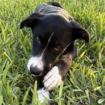 Bonbon -  Border Collie Dog Available for Adoption in Harlingen, Texas - Bonbon | PetCurious
