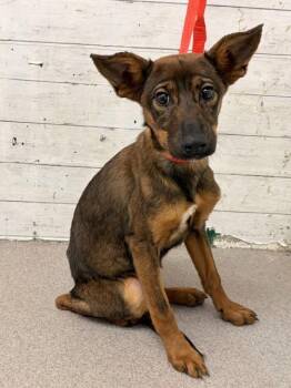 Chihuahua and Mixed Breed Dogs Available for Adoption - DOBBY | PetCurious