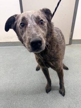 Australian Cattle Dog Blue Heeler Dogs Available for Adoption in Sapulpa, Oklahoma - Iroh | PetCurious