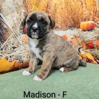 Rescue Labrador Retriever and Hound Dogs for Adoption in Griswold, Connecticut - Madison | PetCurious