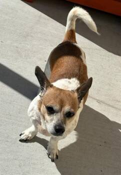 Chihuahua Dogs Available for Adoption in Baytown, Texas - LUCKY | PetCurious
