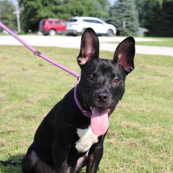 Beans -  Pit Bull Terrier Dog for Adoption in Springfield, Illinois - Beans | PetCurious