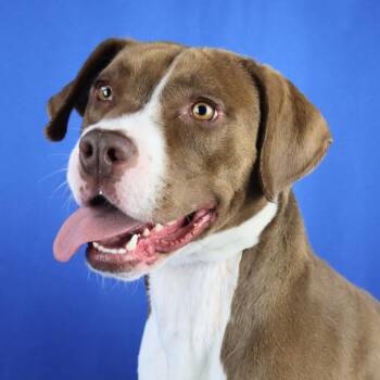 Pogo - 010301U -  Terrier and Labrador Retriever Dog for Adoption in Tupelo, Mississippi - Pogo - 010301U | PetCurious