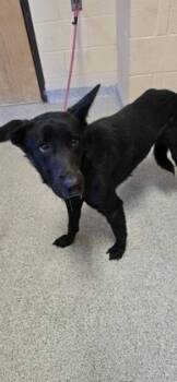 Rescue Mixed Breed Dogs for Adoption in Reidsville, North Carolina - Barry | PetCurious