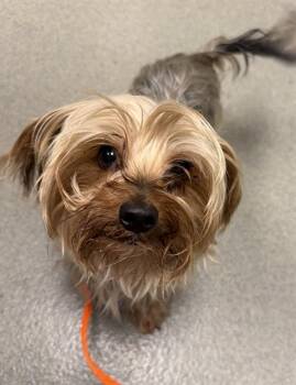 MAX -  Yorkshire Terrier Dog for Adoption in Ontario, California - MAX | PetCurious
