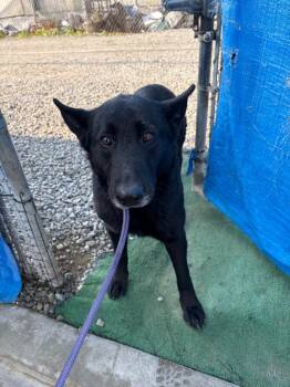 German Shepherd Dog Dogs Available for Adoption in Newman, California - Gracie | PetCurious
