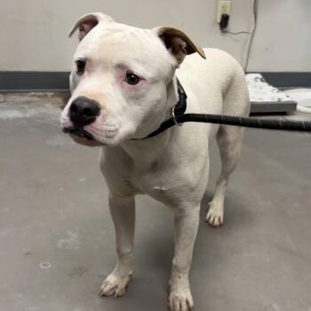 Pit Bull Terrier Dogs Available for Adoption - Artemis | PetCurious