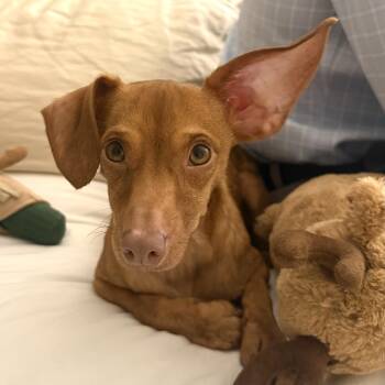 Chiweenie Dogs Available for Adoption - Skipper | PetCurious
