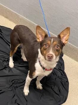 TOSTILOCOS -  Australian Shepherd and Mixed Breed Dog for Adoption in Las Vegas, Nevada - TOSTILOCOS | PetCurious