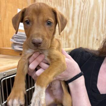 Wild Blue Yonder -  Hound Dog for Adoption in Parrish, Alabama - Wild Blue Yonder | PetCurious