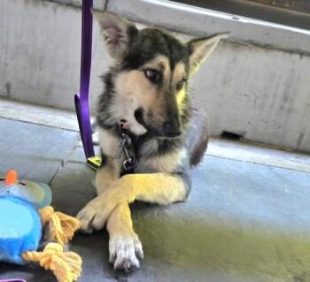 Shepherd Dogs Available for Adoption in Thousand Oaks, California - Velma - 24 HOURS TO LIVE | PetCurious