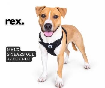 Rex -  Pit Bull Terrier Dog for Adoption in Ashland, Kentucky - Rex | PetCurious
