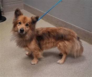 Cardigan Welsh Corgi and Mixed Breed Dogs Available for Adoption in Las Vegas, Nevada - VINNY | PetCurious