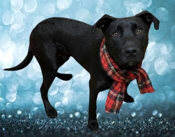 Ducky -  Labrador Retriever Dog for Adoption in Salem, Oregon - Ducky | PetCurious