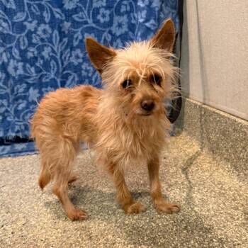 IVHS-Stray-143209 -  Terrier Dog for Adoption in San Gabriel, California - IVHS-Stray-143209 | PetCurious