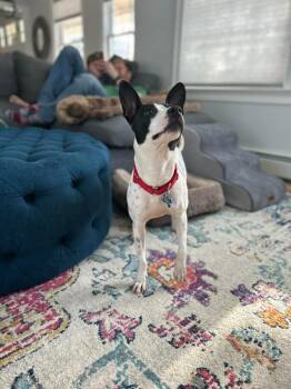 Terrier Dogs Available for Adoption in Gorham, Maine - Avery | PetCurious