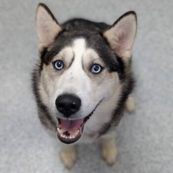 Rescue Husky Dogs for Adoption in Grand Rapids, Michigan - Saffy | PetCurious