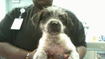 Mixed Breed Dogs Available for Adoption in Charlotte, North Carolina - A1265102 | PetCurious