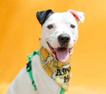 Mixed Breed Dogs Available for Adoption in Nashville, Tennessee - Samsung | PetCurious