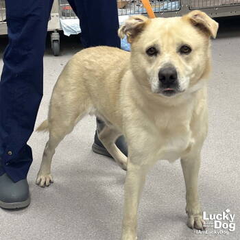 Rescue Labrador Retriever and Retriever Dogs for Adoption in Washington, District Of Columbia - Howlie | PetCurious