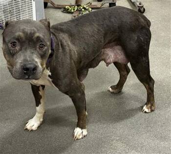 FORTUNE -  Pit Bull Terrier Dog for Adoption - FORTUNE | PetCurious