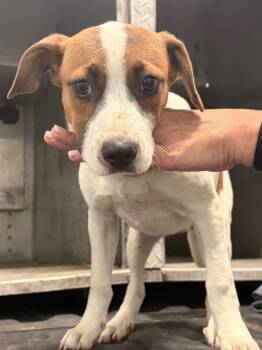 26-339 -  Labrador Retriever Dog for Adoption in Tarboro, North Carolina - 26-339 | PetCurious