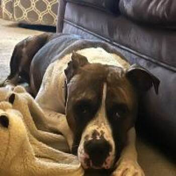 Ollie -  Mixed Breed Dog for Adoption in Monticello, New York - Ollie | PetCurious
