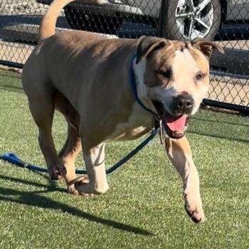 Mixed Breed Dogs Available for Adoption in Philadelphia, Pennsylvania - Gello | PetCurious