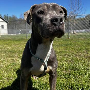 American Staffordshire Terrier Dogs Available for Adoption in Greenville, South Carolina - Aria | PetCurious