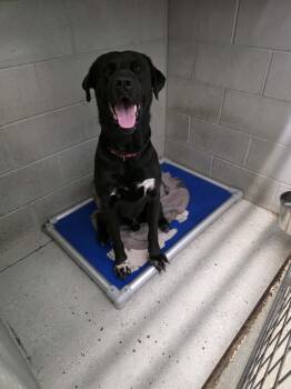 Major -  Labrador Retriever Dog for Adoption in Detroit Lakes, Minnesota - Major | PetCurious