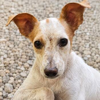 Parmesan -  Chihuahua and Mixed Breed Dog for Adoption in Wickenburg, Arizona - Parmesan | PetCurious