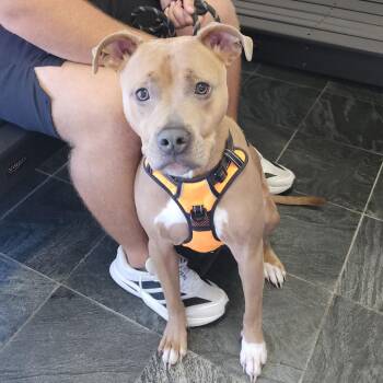 Thanos -  Terrier Dog for Adoption in Clearwater, Florida - Thanos | PetCurious