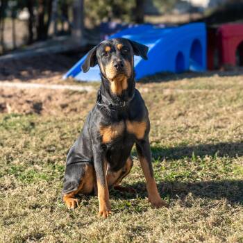 Rescue Rottweiler Dogs for Adoption in Dripping Springs, Texas - Cassette | PetCurious