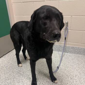 Black Labrador Retriever and Border Collie Dogs Available for Adoption in Reno, Nevada - Aggy | PetCurious