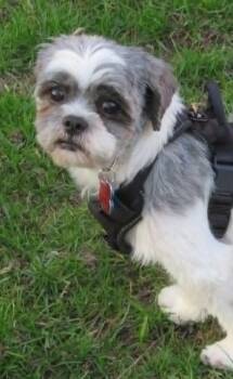 Shih Tzu Dogs Available for Adoption in London, Ontario - Tilly | PetCurious
