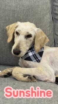 Standard Poodle and German Shepherd Dog Dogs Available for Adoption in Chuckey, Tennessee - Sunshine | PetCurious