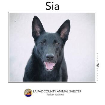 Rescue German Shepherd Dog Dogs for Adoption in Parker, Arizona - Sia | PetCurious