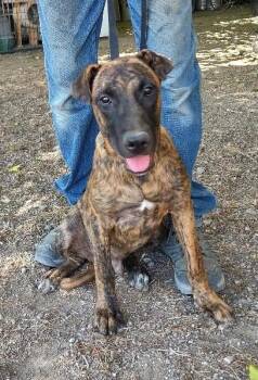 Rescue Belgian Shepherd Malinois Dogs for Adoption in Golden Valley, Arizona - Kaizer | PetCurious