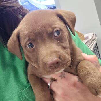 Quesa 051906U -  Labrador Retriever and Mixed Breed Dog for Adoption in Tupelo, Mississippi - Quesa 051906U | PetCurious