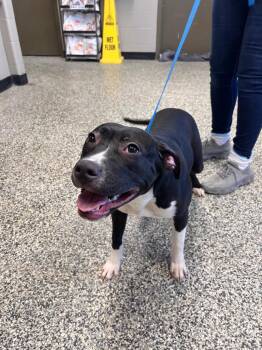 Pit Bull Terrier Dogs Available for Adoption - Nova | PetCurious