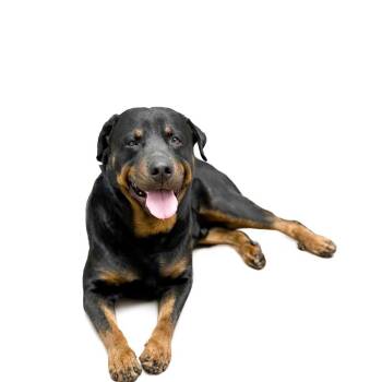 Rottweiler Dogs Available for Adoption - Carl | PetCurious