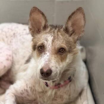 Border Collie Dogs Available for Adoption in Sacramento, California - Cookie | PetCurious