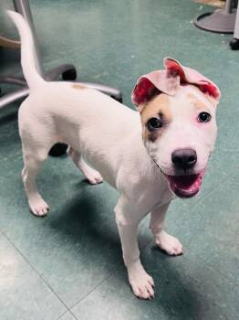 Caramel -  Mixed Breed Dog for Adoption in Lake City, Arkansas - Caramel | PetCurious
